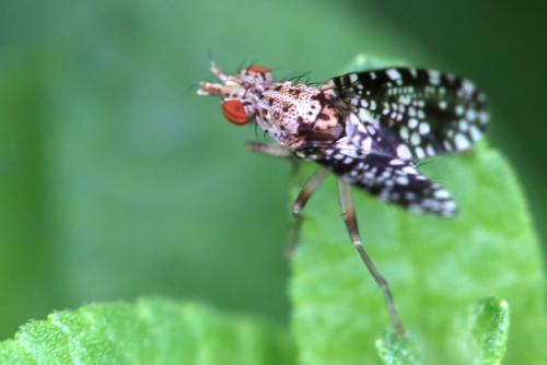 Réf. 256 474 : Trypetoptera punctulata